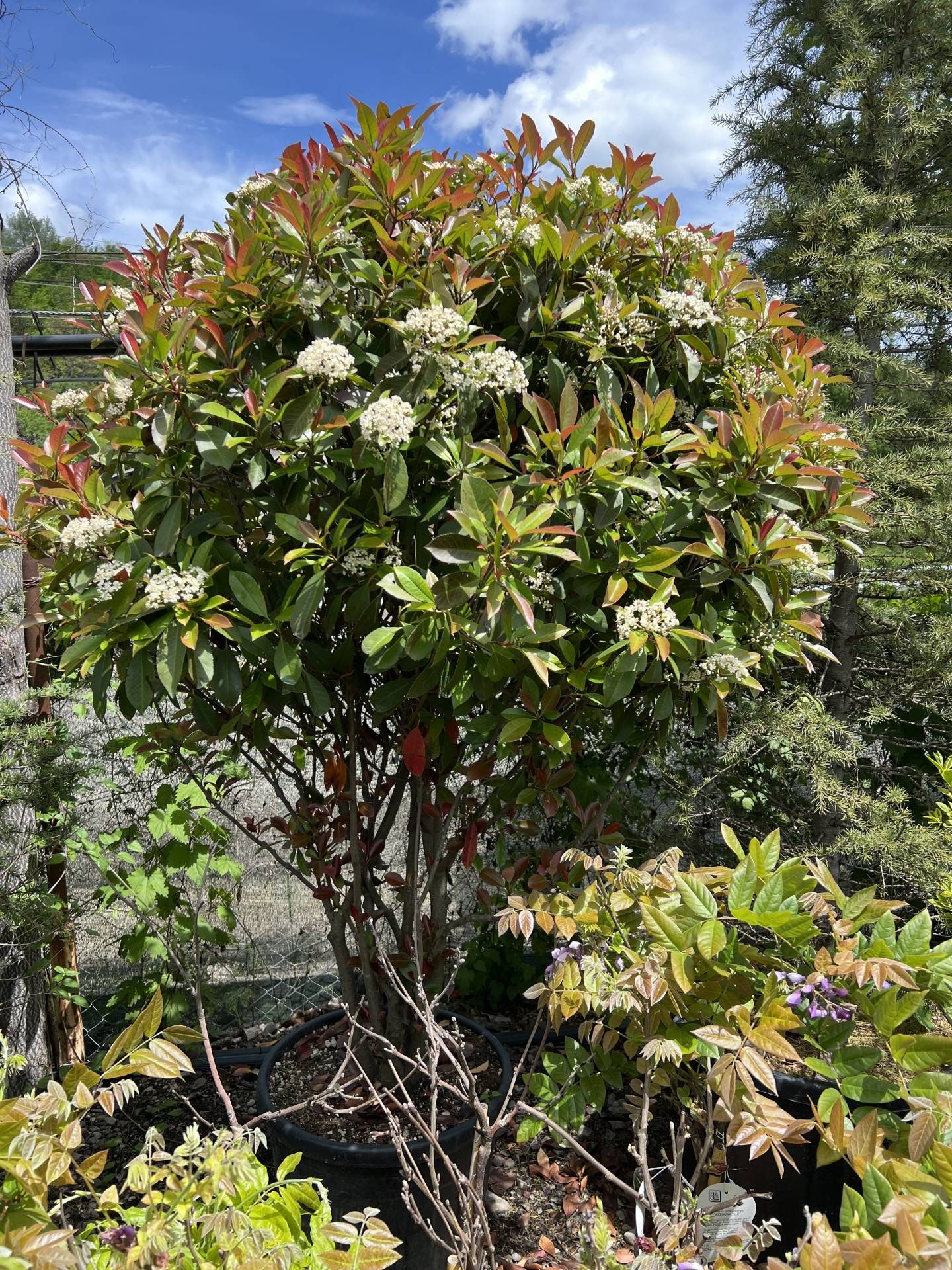 Grădina de la Munte – Plante Ornamentale și Amenajări | Plante ornamentale și arbori pentru grădina ta în Prahova, selectate cu grijă și livrate rapid. Descoperă calitatea Grădina de la Munte pentru proiectele tale.Plante ornamentale și arbori pentru grădina ta în Prahova, selectate cu grijă și livrate rapid. Descoperă calitatea Grădina de la Munte pentru proiectele tale.