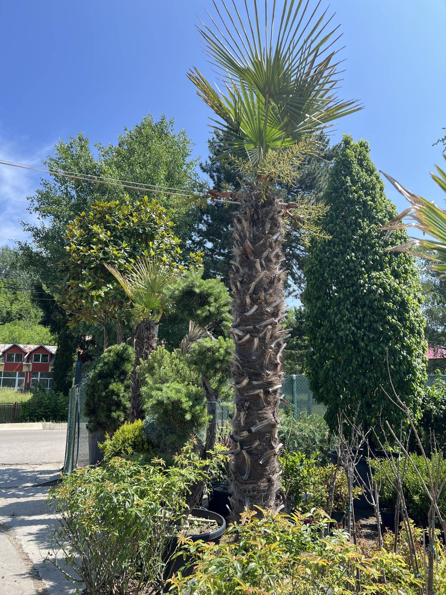 Grădina de la Munte – Plante Ornamentale și Amenajări | Plante ornamentale și arbori pentru grădina ta în Prahova, selectate cu grijă și livrate rapid. Descoperă calitatea Grădina de la Munte pentru proiectele tale.Plante ornamentale și arbori pentru grădina ta în Prahova, selectate cu grijă și livrate rapid. Descoperă calitatea Grădina de la Munte pentru proiectele tale.
