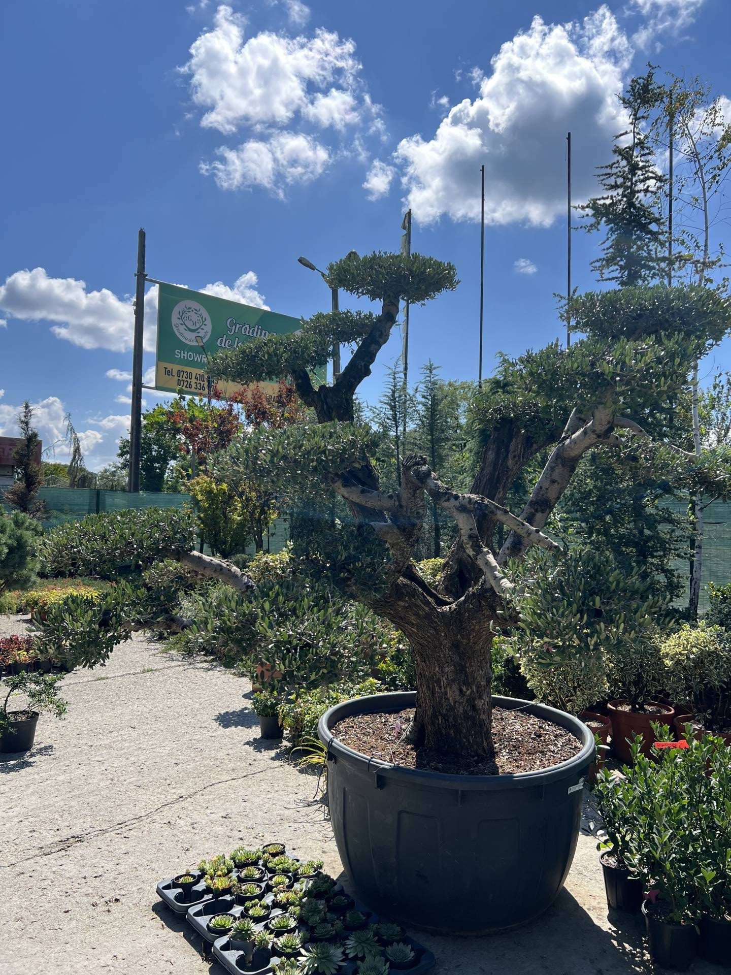 Grădina de la Munte – Plante Ornamentale și Amenajări | Plante ornamentale și arbori pentru grădina ta în Prahova, selectate cu grijă și livrate rapid. Descoperă calitatea Grădina de la Munte pentru proiectele tale.Plante ornamentale și arbori pentru grădina ta în Prahova, selectate cu grijă și livrate rapid. Descoperă calitatea Grădina de la Munte pentru proiectele tale.